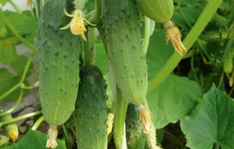 Продаж семян огірця Бочковий