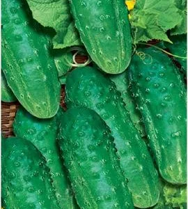 Продаю семена огурца Водограй F1