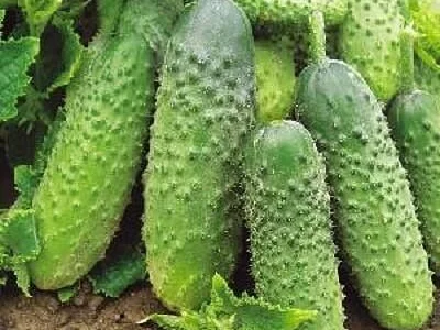 Продаються насіння огірка Дарунок осені