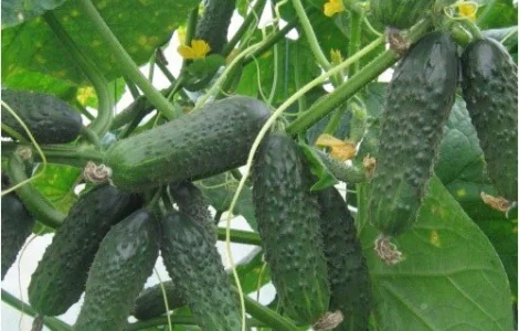 Пропонуються семена огірка Зятек F1