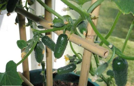 Продается семена огурца Комнатное чудо