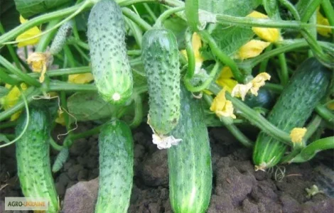Продаж семян огірка Криспіна F1