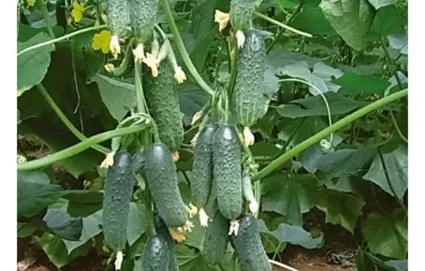 Продаются семена Огурец Маринда F1 от Seminis