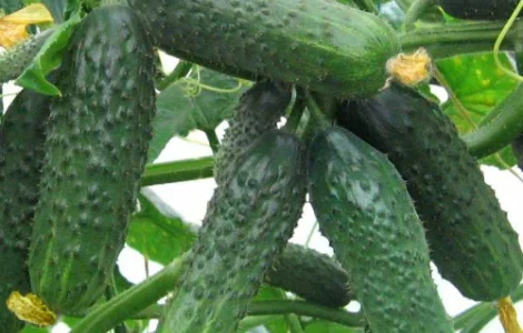 Пропонуються семена огірка Сатина F1 від Нунемс