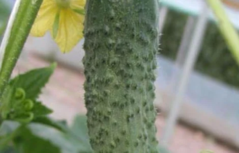 Пропонується семена огірка Шакти F1