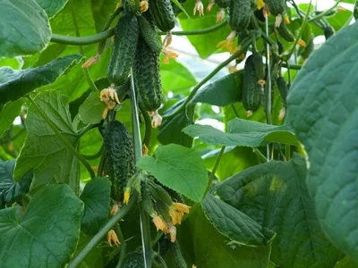 Пропонується семена огірка Еколь F1