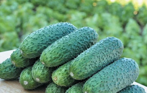 Продам семена Огурец Надежда F1