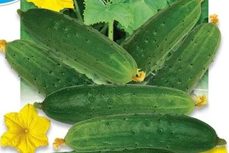 Продам семена Огурец Бутон лотоса F1