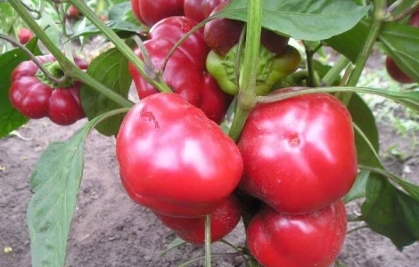 Продам семена Перец Колобок