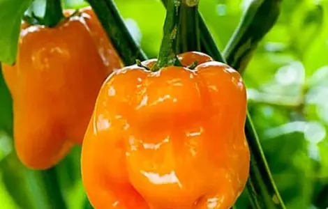 Продам семена Перець гострий Хабанеро помаранчевий