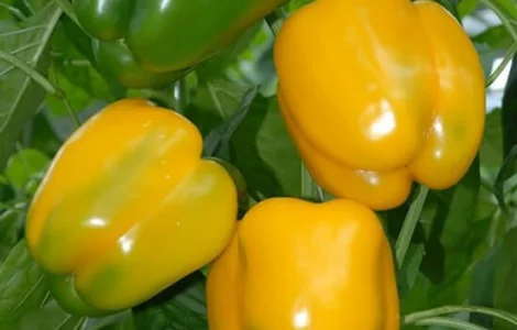 Пропонуються семена перця Гігант Озарк Жовтий