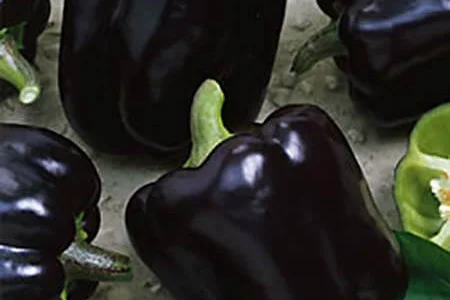 Продам семена Перец Полночь мечты