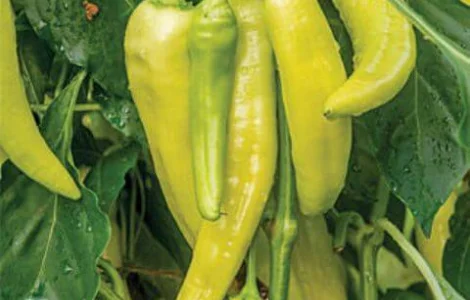 Продам семена Перец острый Венгерский восковой