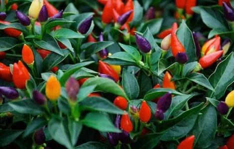 Продается семена острого перца Маскарад