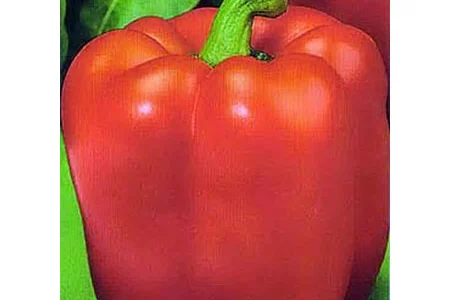 Продаются семена перца САВИО F1 (красный) от SAIS