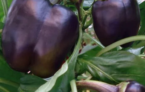 Пропонуються семена перцю Сиреневий дзвін