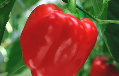 Продам семена перця Король Севера