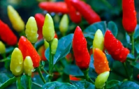 Продам семена острого перца Табаско