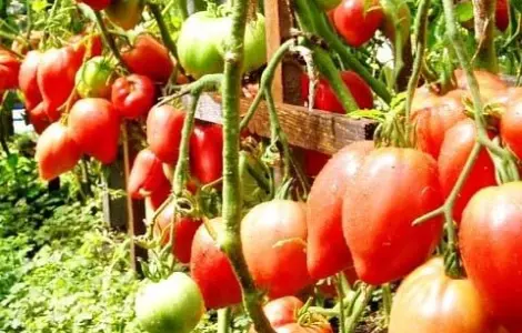Продам насіння Томат Чудо Землі