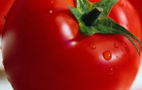 Продажа семян томата Белла Роса F1 от производителя Sakata