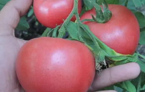 Продам семена томата Пинк Розовый (Euroseed Италия)