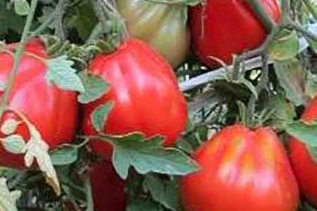 Продается семена томатов 100 Пудов