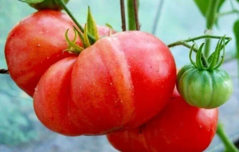 Продаются семена томата Красный гигант