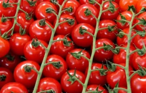 Продам семена Томат черри Восторг Садовода