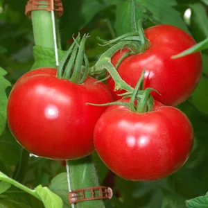 Продам семена томата Пинк Парадайз F1