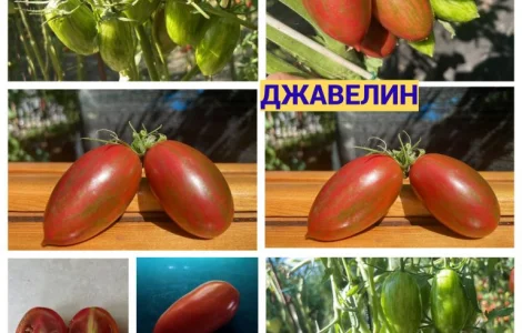 Насіння томатів