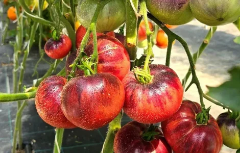 Насіння екзотичних томатів от коллекционера