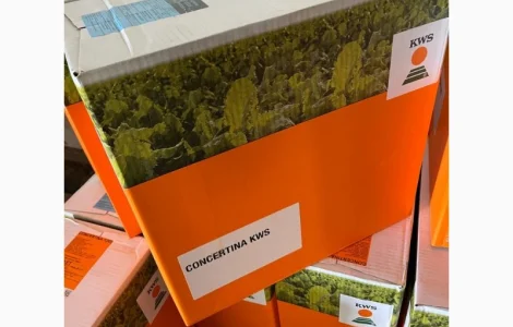 Концертіна КВС – насіння цукрового буряка