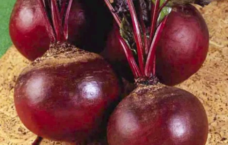 Семена Свекла Детройт