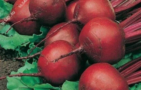 Продам семена Свекла Бордо-237