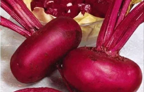 Пропонується насіння буряка Египос