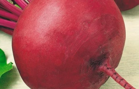 Пропонується семена Свекла Несравненная А-463