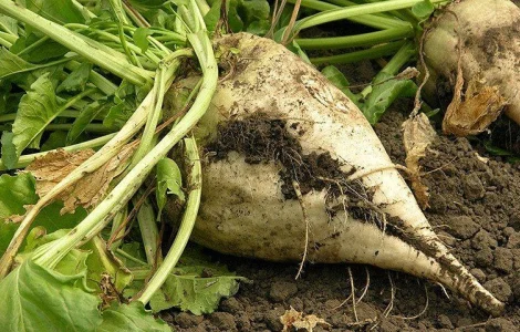 ЦУКРОВИЙ БУРЯК ГІБРИД АВАЛОН РС (стійкий до гліфосату)