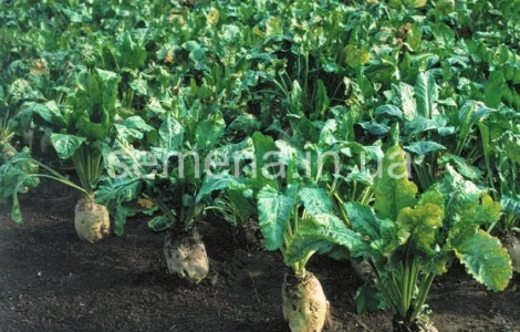 Семена свеклы кормовой Центаур