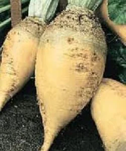 Буряк кормовий (насіння)