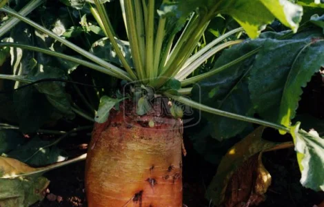 Насіння кормовий буряк Бригадир (Німеччина Оригінал)