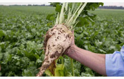 Насіння цукрового буряка гібрид АВАЛОН РС (стійкий до гліфосату)