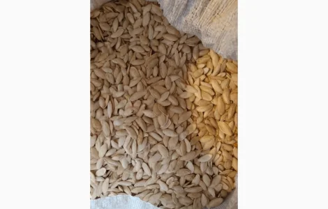 Куплю семечку тыквы ( все сорта)