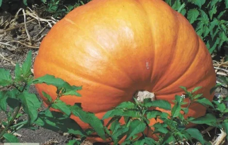 Продам семена Тыква Стофунтовая