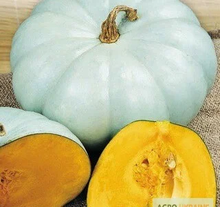 Продается семена тыквы Волжская серая