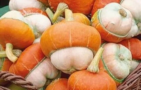 Продается семена тыквы Красный Тюрбан (декоративная)