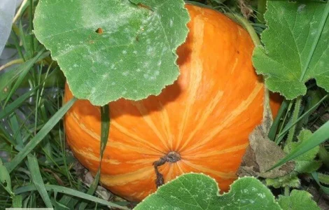 Продам семена Тыква Атлант