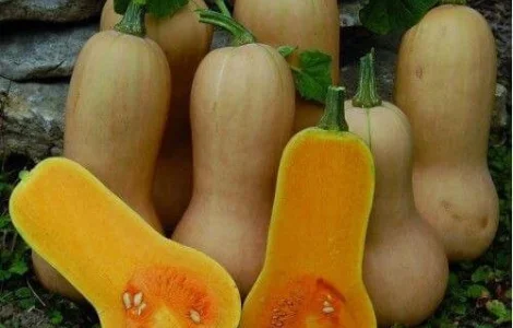 Пропонуються насіння гарбуза Арахісове масло