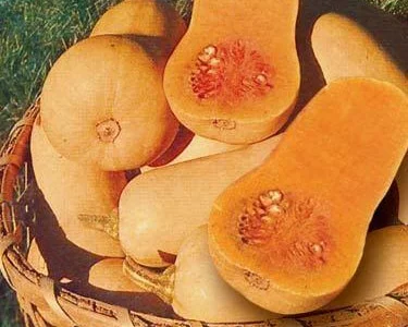 Продам семена Тыква Арабатская