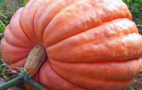 Продам семена Тыква Титан