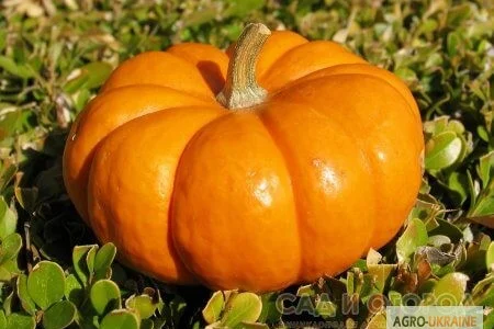 Продам семена Тыква Конфетка